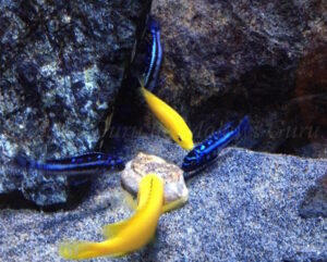 450 Liter Mbuna Aquarium