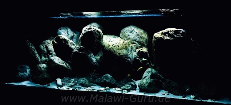 672 Liter Mbuna in der Felszone