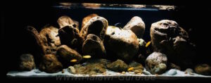 672 Liter Mbuna in der Felszone