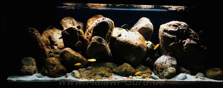 672 Liter Mbuna in der Felszone