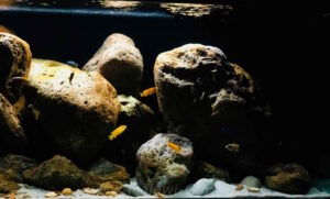 672 Liter Mbuna in der Felszone