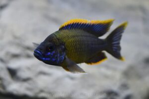 648 Liter Nonmbuna-Aquarium