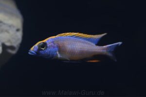 648 Liter Nonmbuna-Aquarium