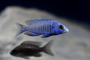 648 Liter Nonmbuna-Aquarium