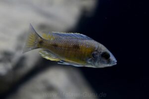 648 Liter Nonmbuna-Aquarium
