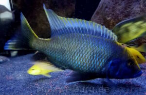 1200 Liter Nonmbuna Aquarium