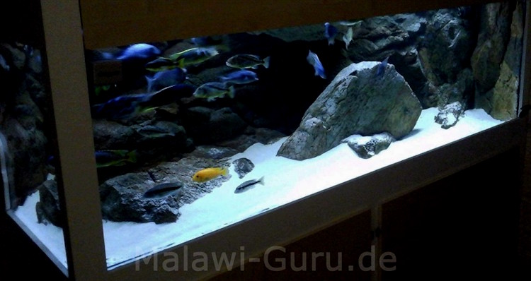 1368 Liter Malawisee Räuberbecken