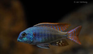 576 L Lethrinops-Becken