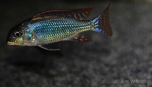 576 L Lethrinops-Becken