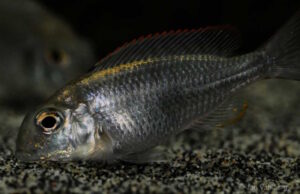 576 L Lethrinops-Becken