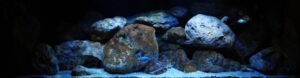 Mbuna/Nonmbuna Aquarien