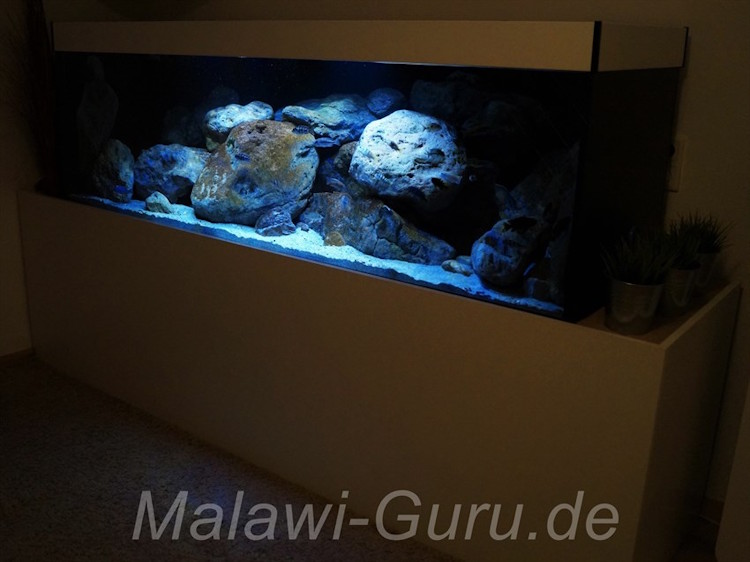 720 Liter Nonmbuna und Mbuna Becken