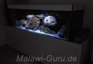 720 Liter Nonmbuna und Mbuna Becken