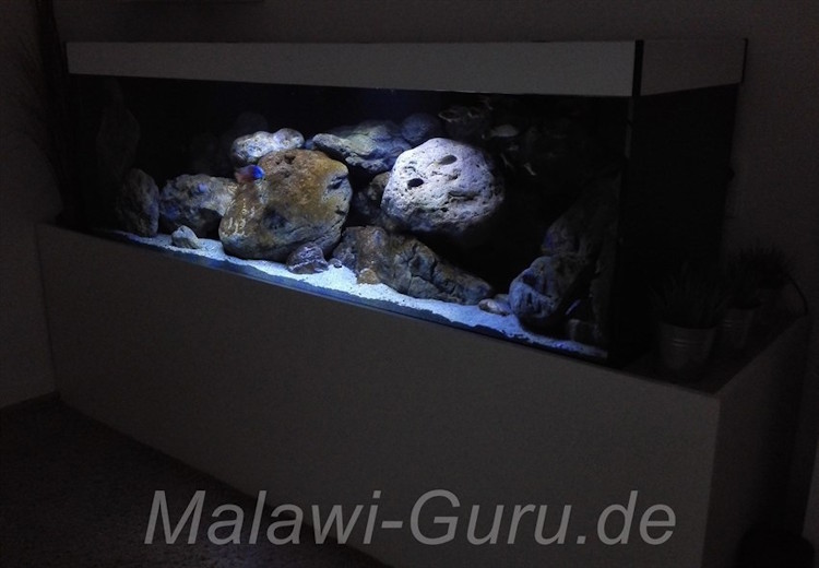 720 Liter Nonmbuna und Mbuna Becken 720 Liter Nonmbuna und Mbuna Becken