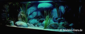 840‑Liter-Aquarium 840 Liter Malawisee Sandzone