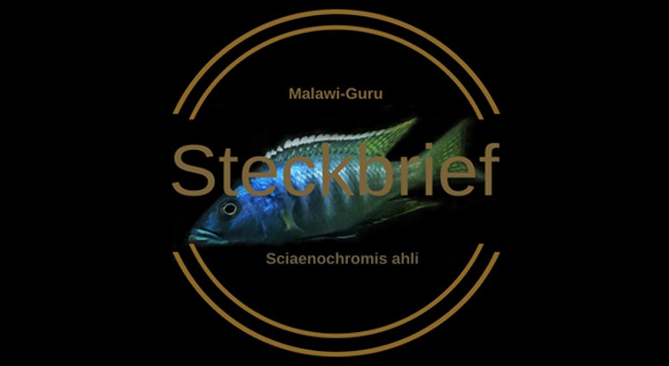 Sciaenochromis ahli