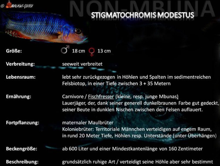 Stigmatochromis modestus in der Artentafel Stigmatochromis modestus