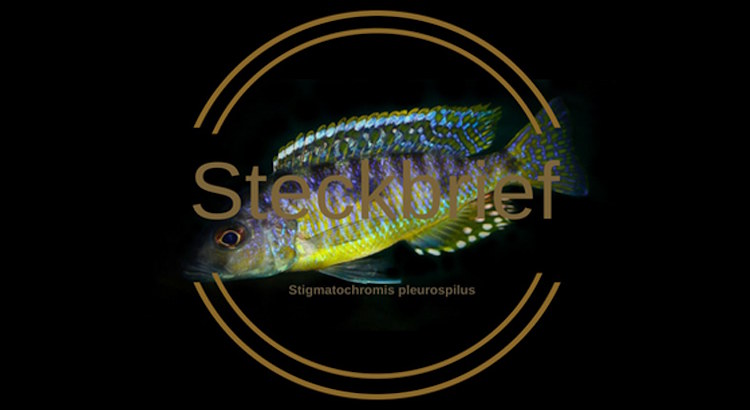 Stigmatochromis pleurospilus