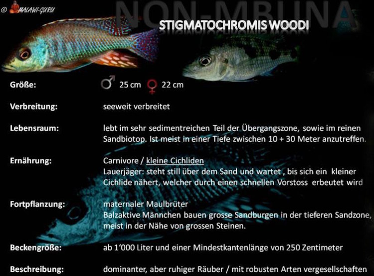 Stigmatochromis woodi in der Artentafel Stigmatochromis woodi