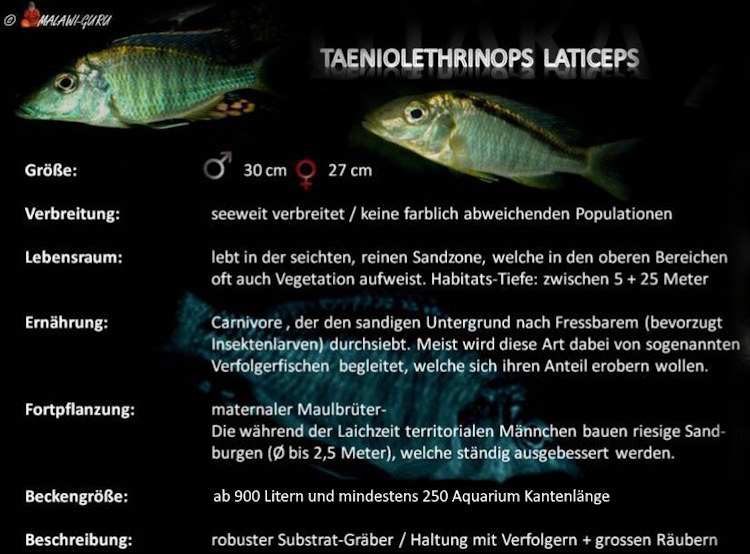 Taeniolethrinops laticeps Taeniolethrinops laticeps