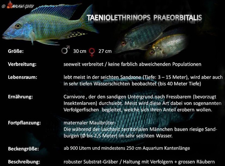 Taeniolethrinops praeorbitalis in der Artentafel Taeniolethrinops praeorbitalis