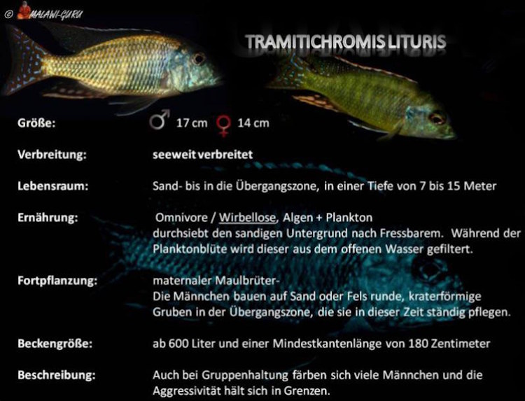 Tramitichromis lituris in der Artentafel Tramitichromis lituris