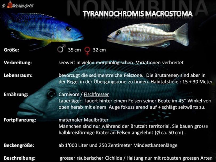 Tyrannochromis macrostoma in der Artentafel Tyrannochromis macrostoma