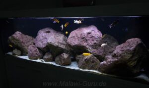 648-Liter-Mbuna-Felszone Beispiel 648-Liter-Mbuna-Felszone