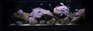 648-Liter-Mbuna-Felszone