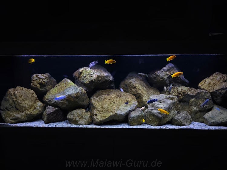 648-Liter-Mbuna-Felszone