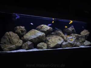 648-Liter-Mbuna-Felszone