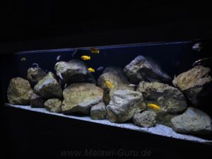 648-Liter-Mbuna-Felszone