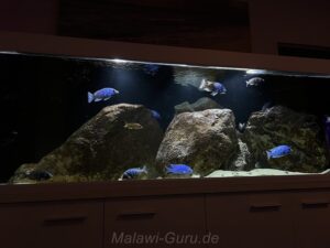650 Liter Malawisee Nonmbuna Aquarium