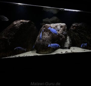 650 Liter Malawisee Nonmbuna Aquarium