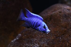 650 Liter Malawisee Nonmbuna Aquarium