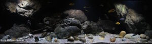 660 Liter Aquarium aus der Übergangszone
