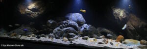 660 Liter Aquarium aus der Übergangszone