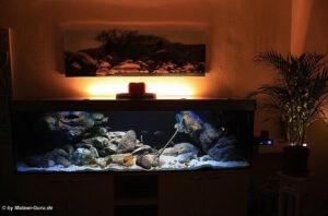660 Liter Aquarium aus der Übergangszone