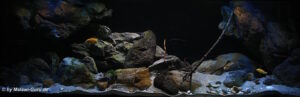 660 Liter Aquarium aus der Übergangszone