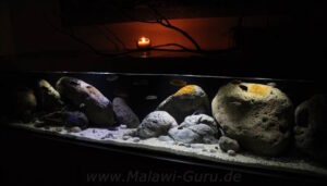 Sammlung aller Nonmbuna-Übergangszone-Aquarien