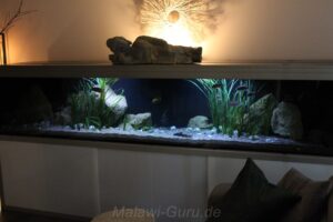 990-Liter-Sandzone/Seegras-Aquarium