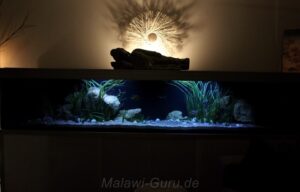 990-Liter-Sandzone/Seegras-Aquarium - Malawisee 990-Liter-Sandzone/Seegras-Aquarium