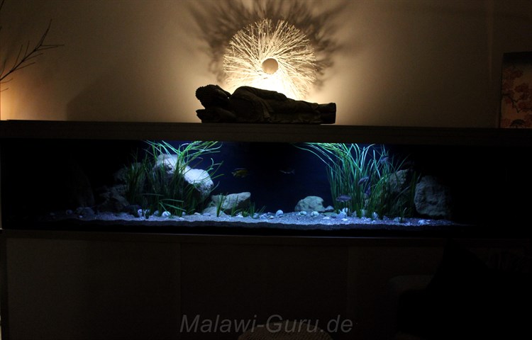 990-Liter-Sandzone/Seegras-Aquarium