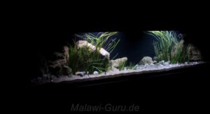 990-Liter-Sandzone/Seegras-Aquarium