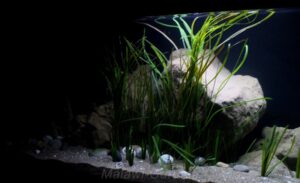 990-Liter-Sandzone/Seegras-Aquarium