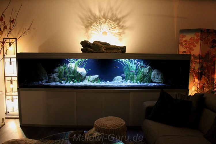 990-Liter-Sandzone/Seegras-Aquarium