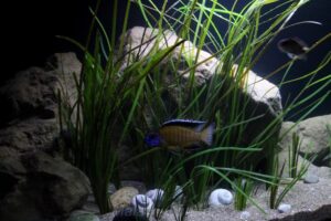 990-Liter-Sandzone/Seegras-Aquarium