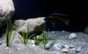 990-Liter-Sandzone/Seegras-Aquarium