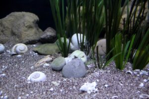 990-Liter-Sandzone/Seegras-Aquarium