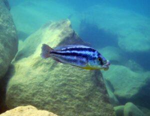 Cheilochromis euchilus 'Mbenji Island'